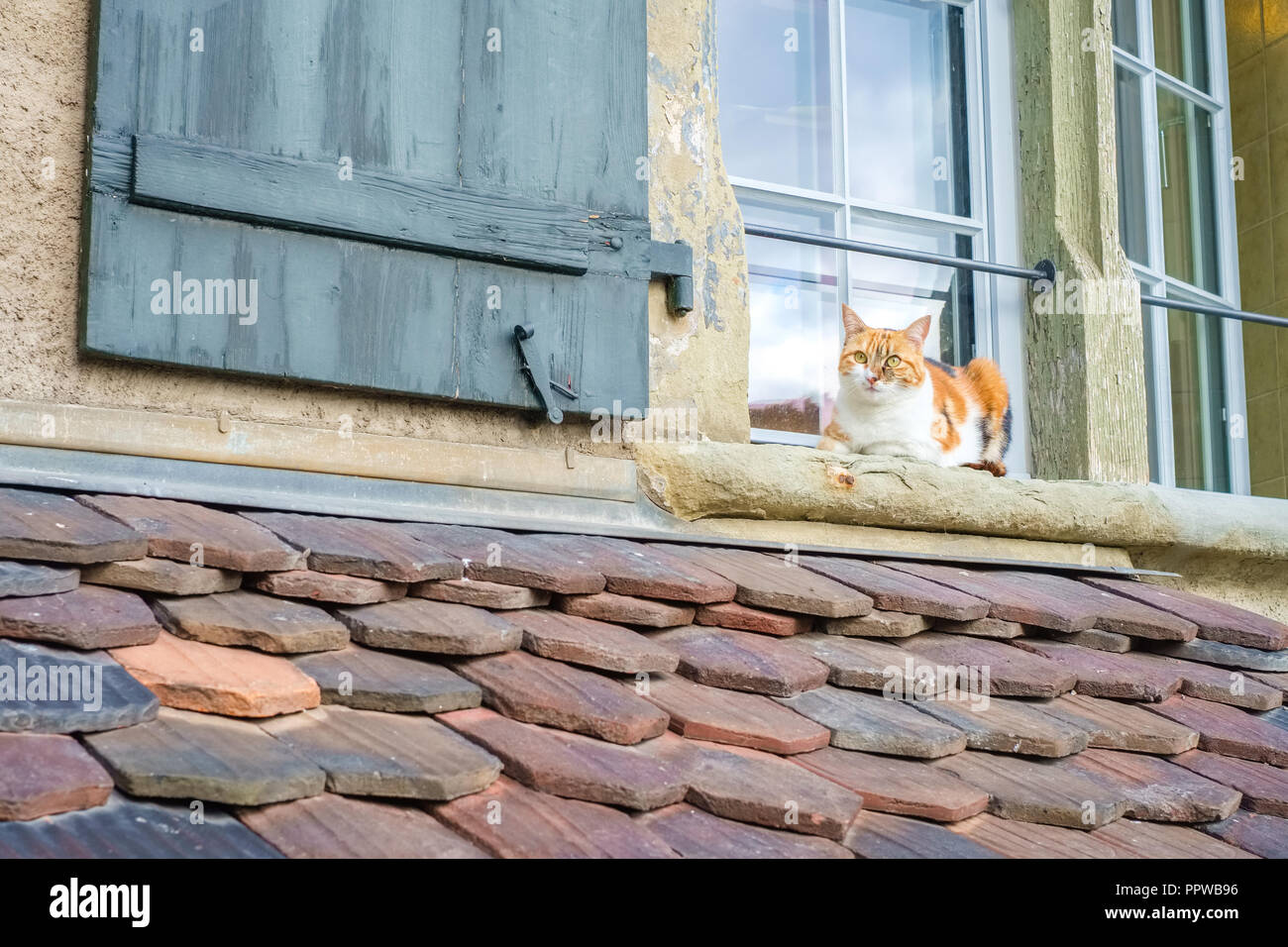 In einem Fenster eines Hauses in der Schweizer Stadt Thun (Schweiz), eine Katze ist, Entspannen und Genießen ein Spätsommertag im September. Stockfoto