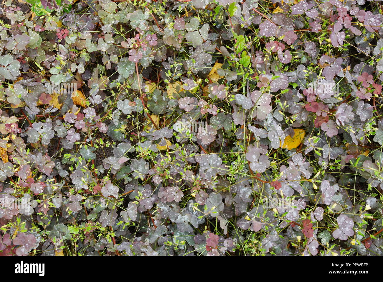 Sauer hase Kohl herbst Teppich der Blätter Regentropfen. braun grün Textur Hintergrund. für Design, 3D-Visualisierung Stockfoto