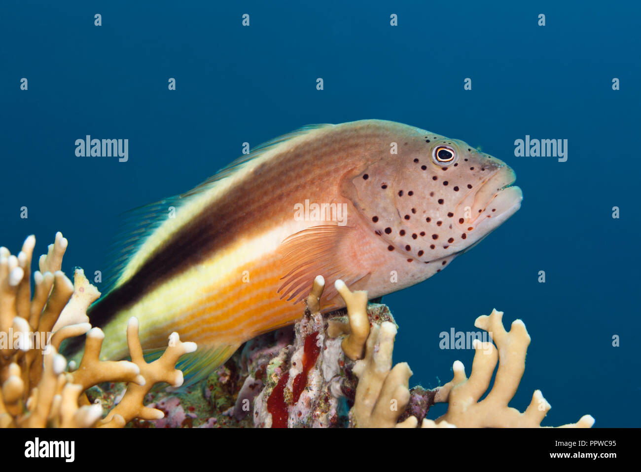 Blackside Fischfreundschaften Paracirrhites forsteri, Giftun Island, Rotes Meer, Ägypten Stockfoto