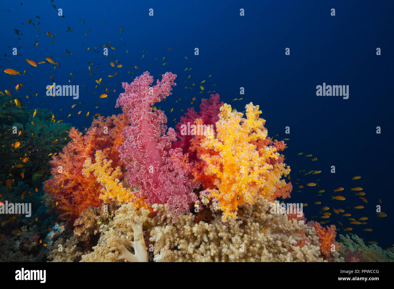 Farbige Weichkorallen, Dendronephthya sp., Brother Islands, Rotes Meer, Ägypten Stockfoto