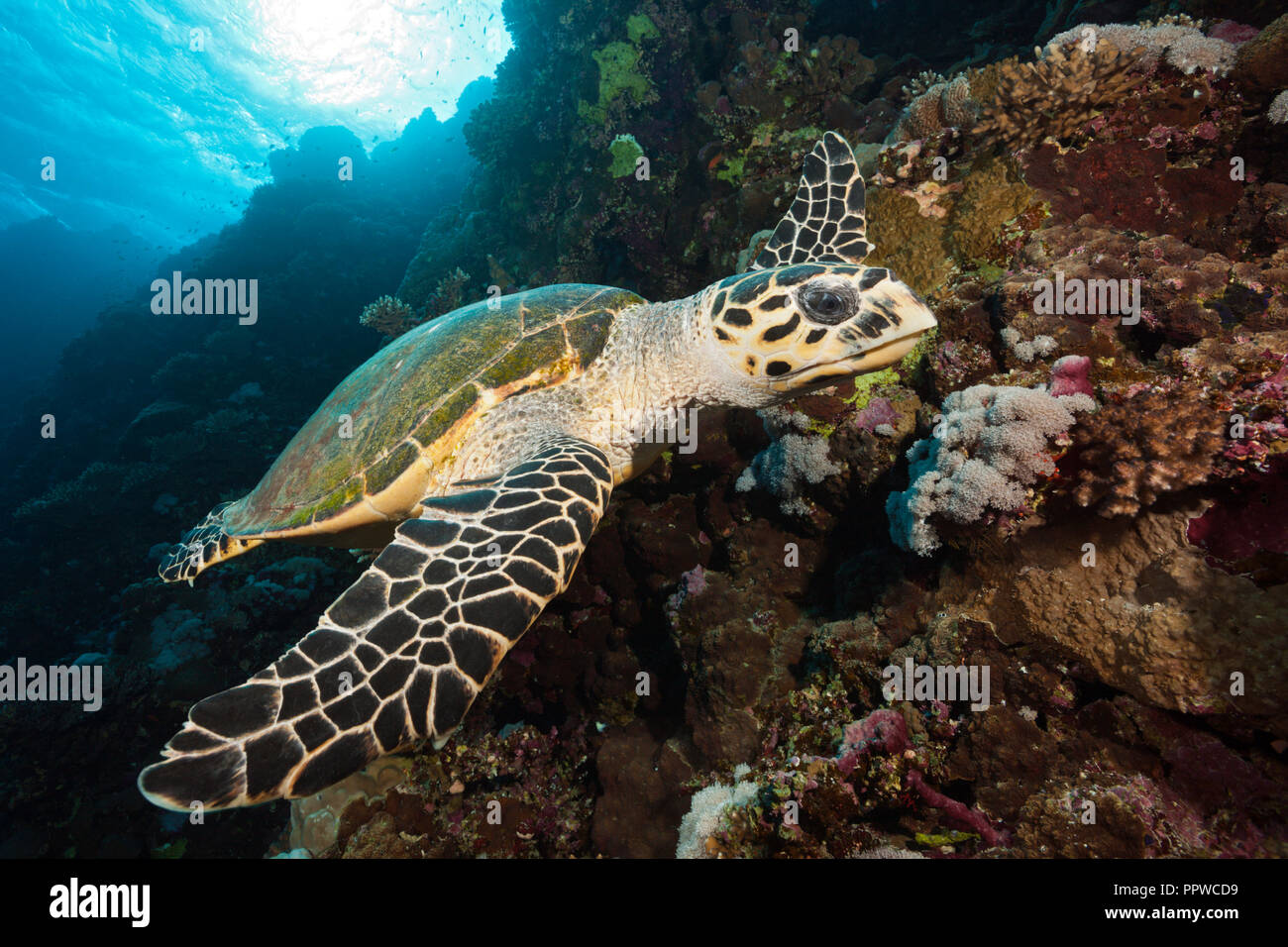 Hawksbill Sea Turtle, Eretmochelys imbricata, Brother Islands, Rotes Meer, Ägypten Stockfoto