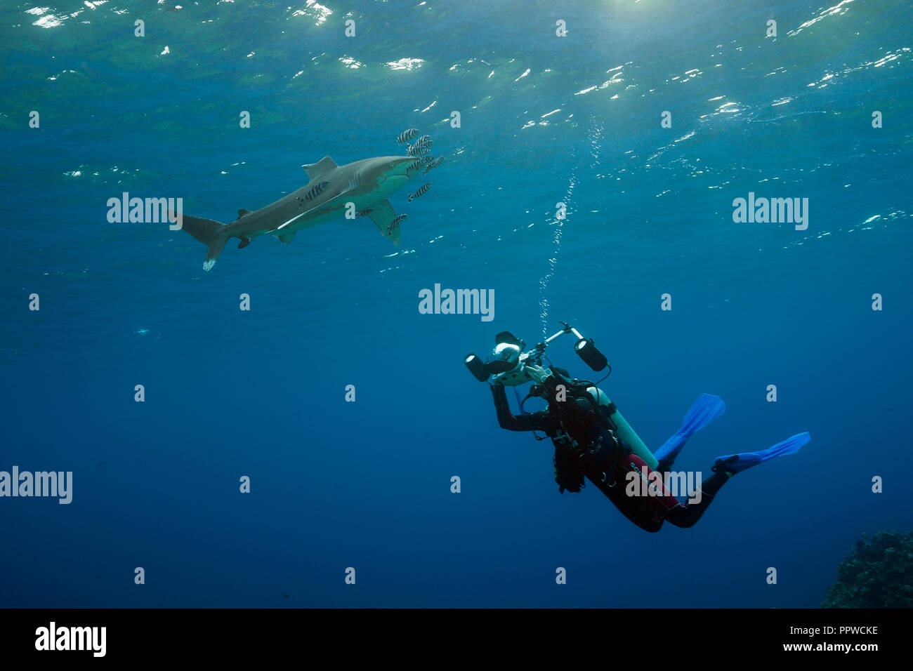 Taucher unter Foto von Oceanic Weißspitzen Hai, Carcharhinus Longimanus, Brother Islands, Rotes Meer, Ägypten Stockfoto