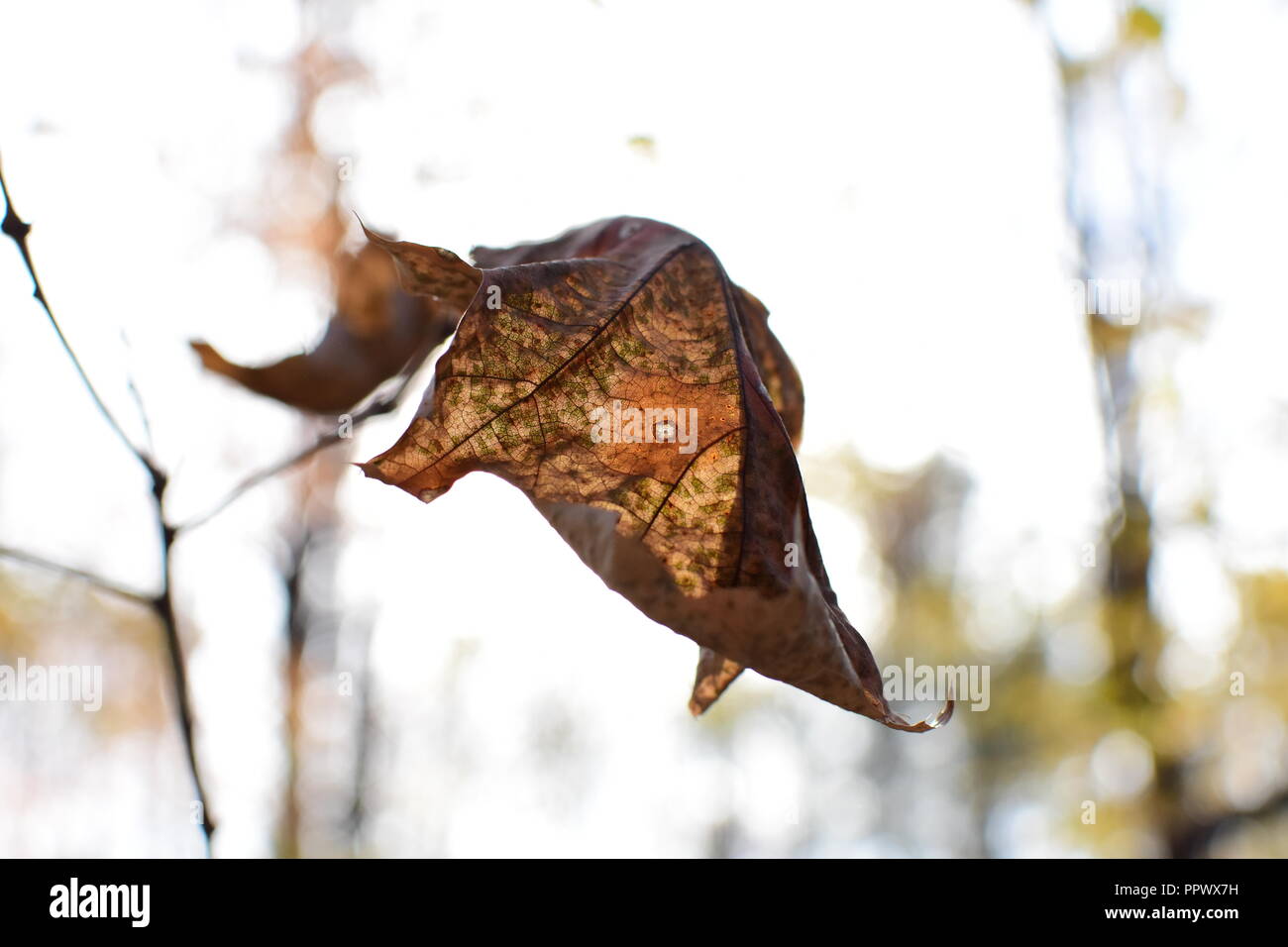 Dieses Bild wurde in Midland, Mi im Herbst/Herbst ein Blatt an einem Ast getroffen. Stockfoto