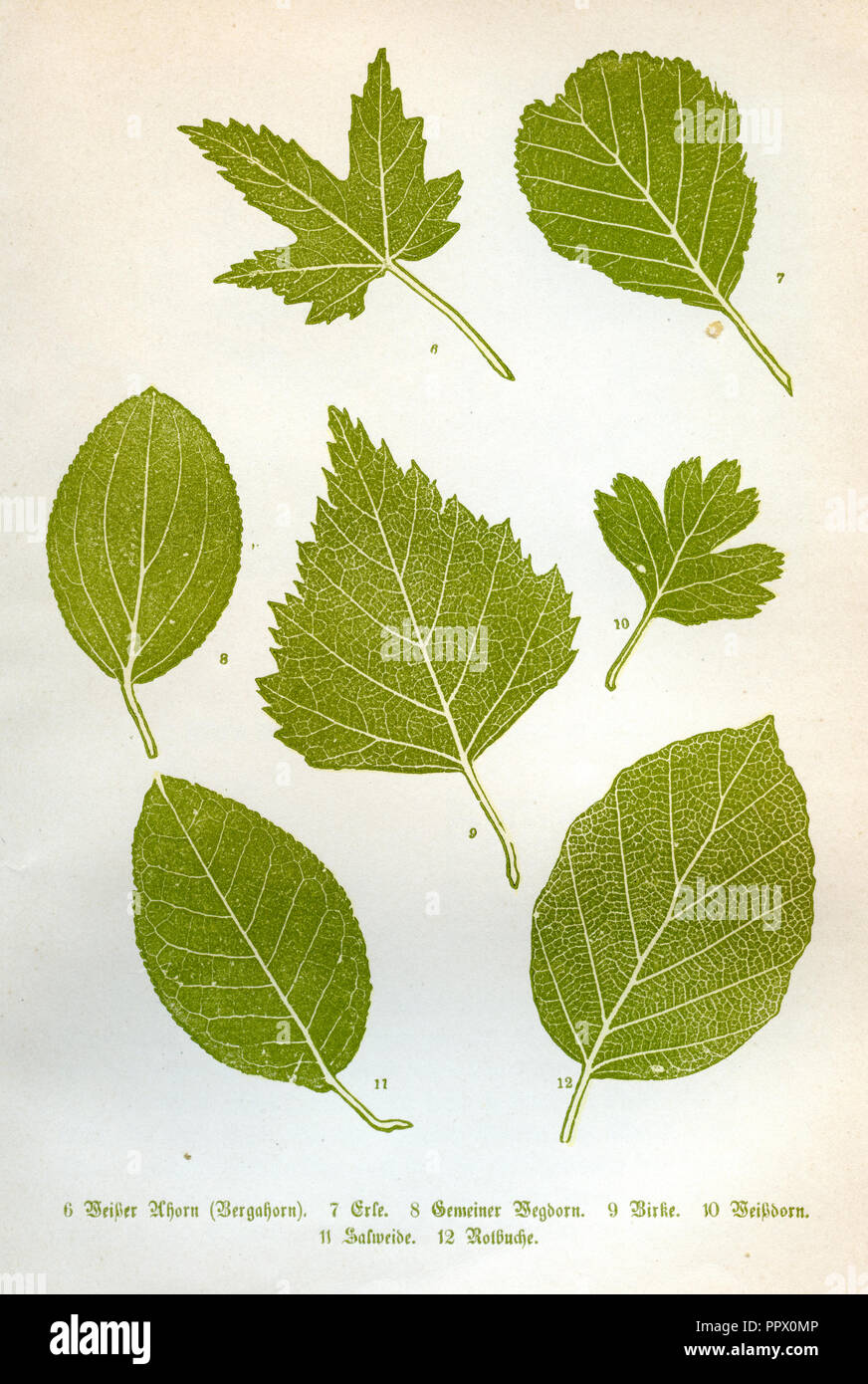 Mitteleuropäische Bäume: 6 weiße Ahorn (Bergahorn), 7 Erle, 8 gemeinsame Sanddorn, 9 Birke, 10 Weißdorn, 11 gelblich Willow, 12 rote Buche, Stockfoto