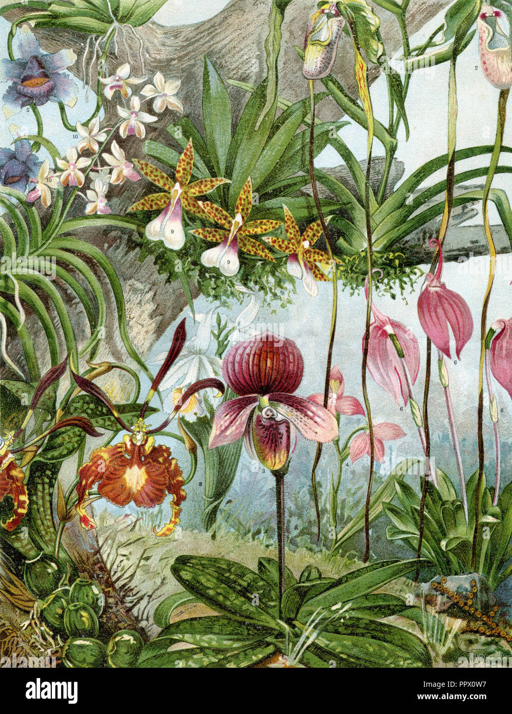 1. Bulbophyllum miniutssinrum, 2. Cypripedium caudatum, 3. Cypripeditum tessellatum porphyreum, 4. Disa grandiflora, 5. Huntleya violacea, 6. Masdevallia lindeni grandifolia, Oncidium Papilio, 8. Sobralia, liliastrum, 9. Trichocentrum tigrinum splendens, 10. Vanda Boxalli, Cäsar Philipp (1859-1930) 1888 Stockfoto