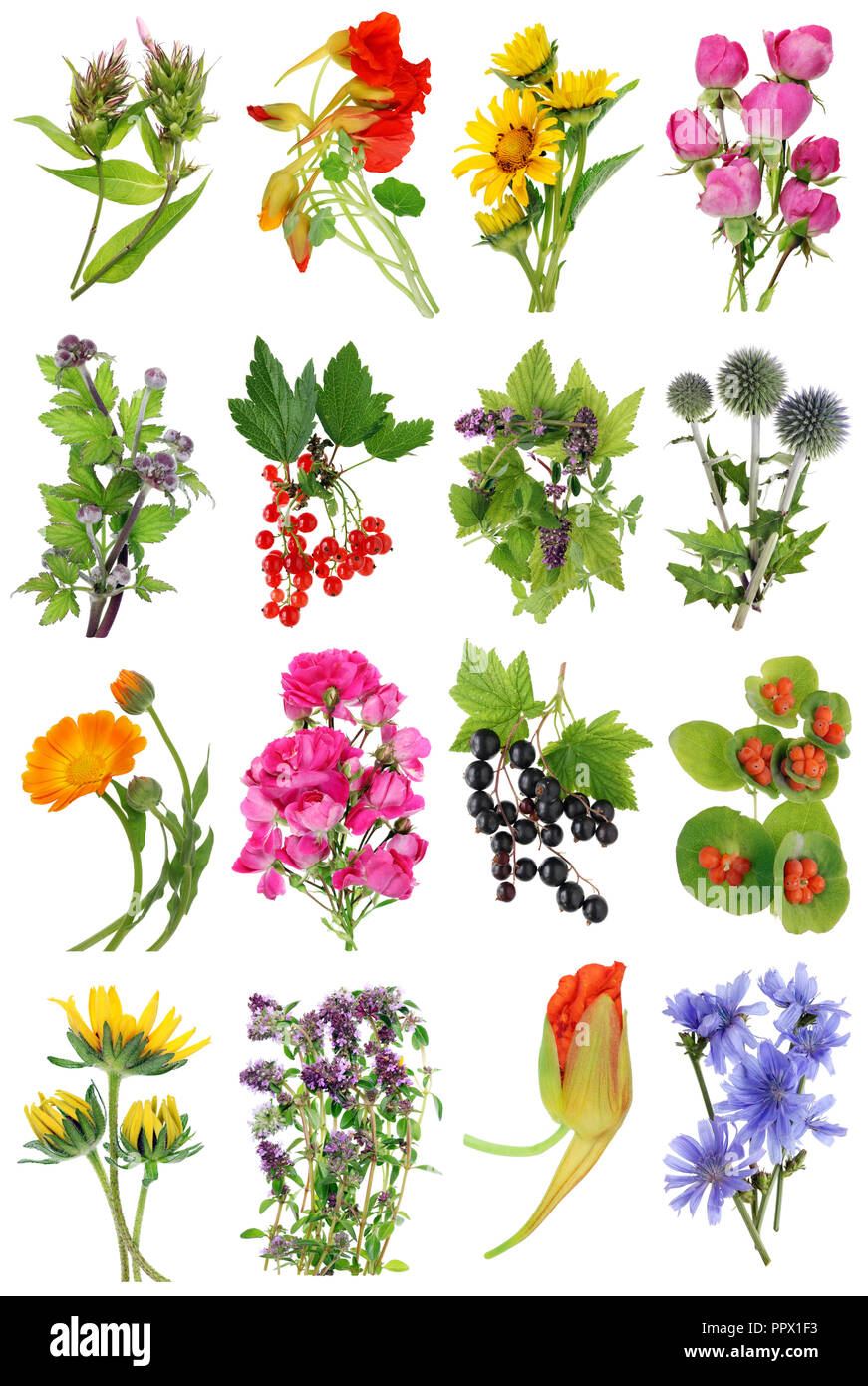 Juli Sommer europäische Pflanzen und Blumen. Auf weissem studio  Makroaufnahmen isoliert. Bilder in voller Größe finden sie in meinem  Portfolio Stockfotografie - Alamy