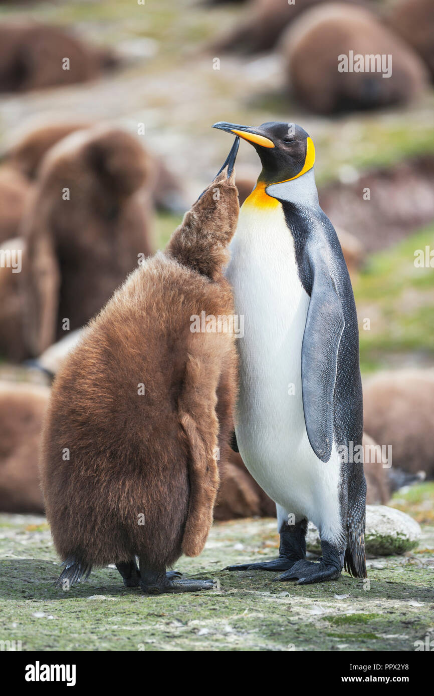 Königspinguin (Aptenodytes patagonicus) Fütterung der Küken, East Falkland, Falkland Inseln, Südatlantik, Südamerika Stockfoto