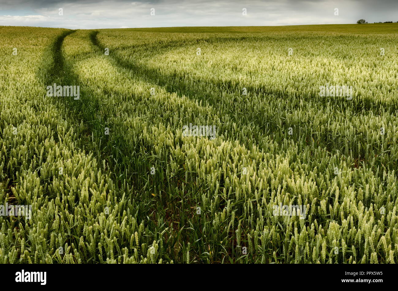 Ein Feld von Weizen mit Marken und Himmel im Hintergrund Stockfoto