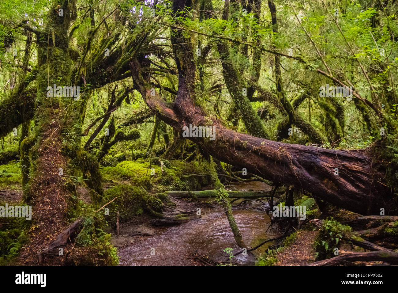 Die verzauberte Wald, Nationalpark Queulat (Chile) Patagonien Stockfoto