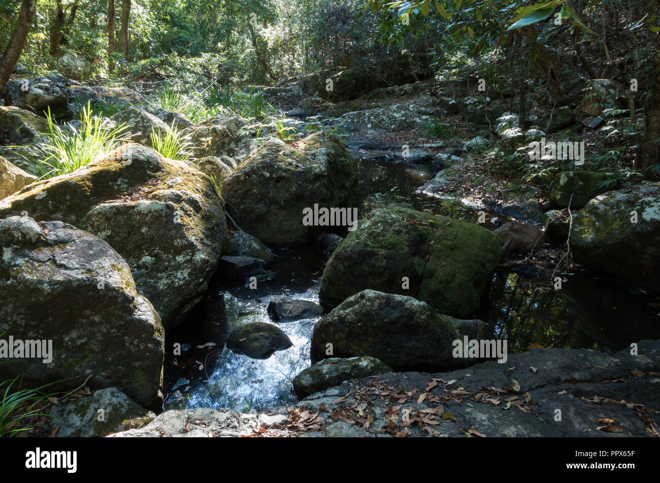 Gheerulla Creek im Sommer Stockfoto