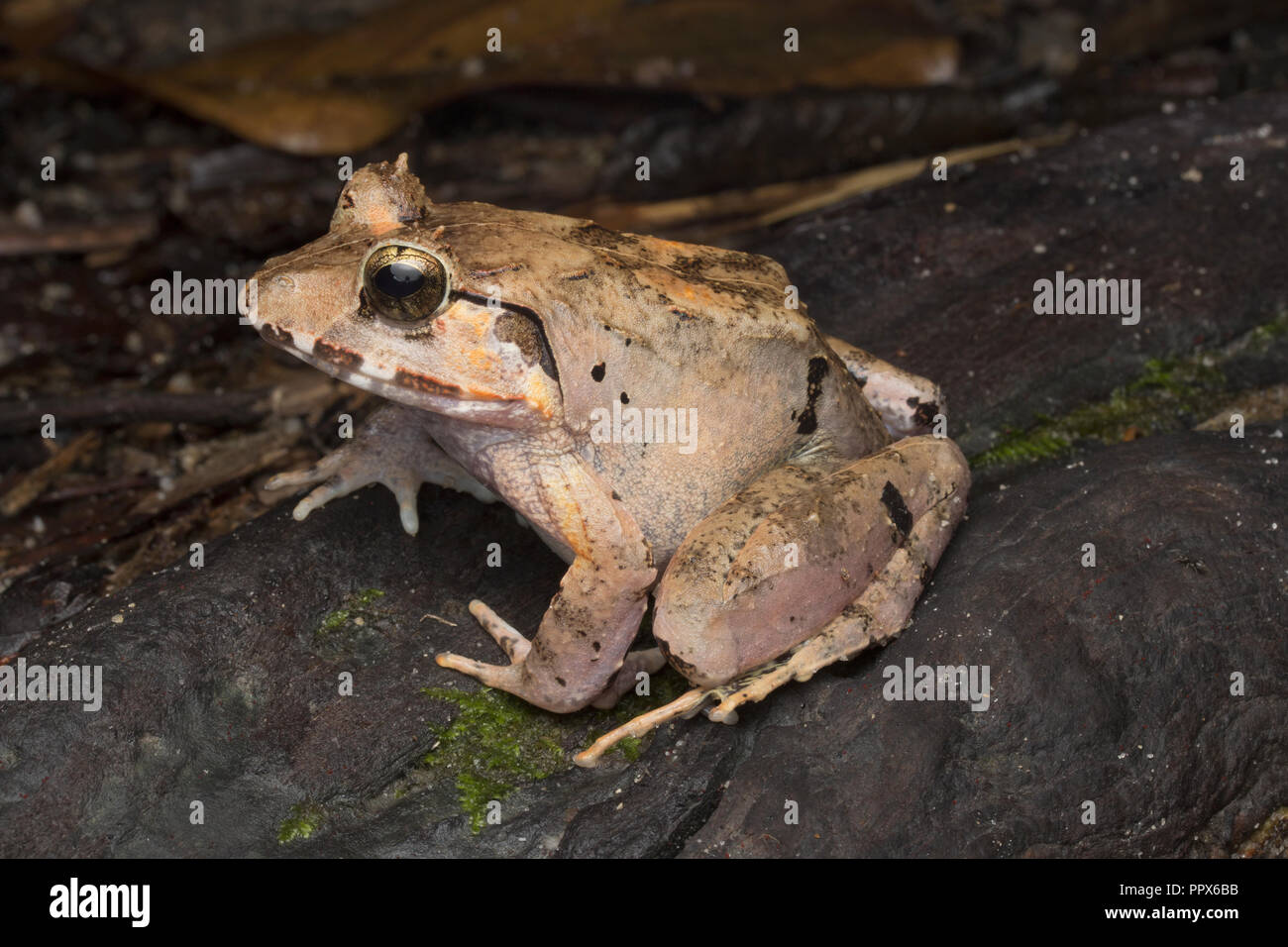 Malesian Frosch, Limnonectes malesianus Stockfoto