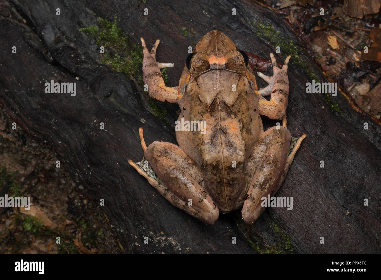 Malesian Frosch, Limnonectes malesianus Stockfoto