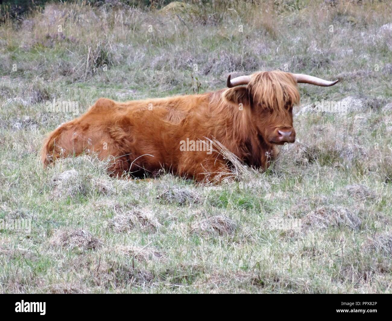 Highland Cattle, Aviemore, Highlands von Schottland Stockfoto