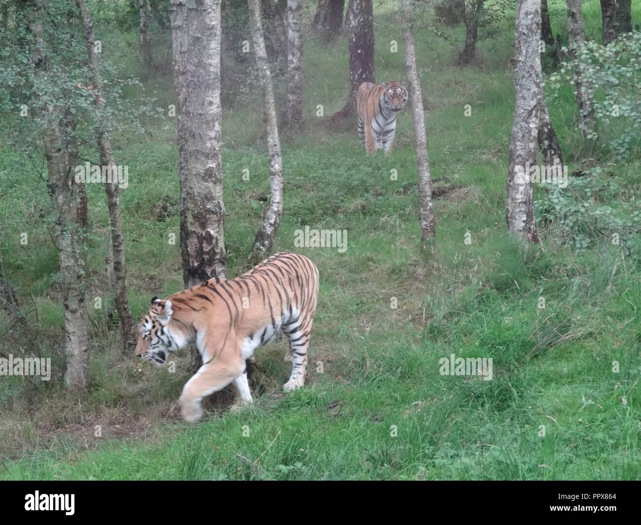 Amur Tiger, die Highland Wildlife Park, Kingussie, Highland, Schottland Stockfoto