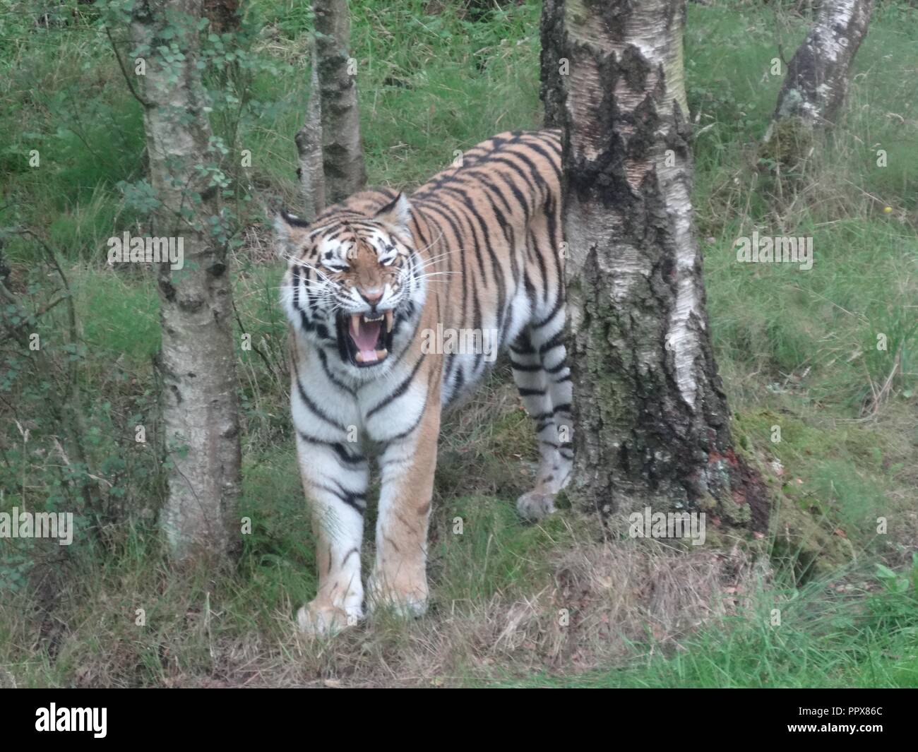 Amur Tiger, die Highland Wildlife Park, Kingussie, Highland, Schottland Stockfoto