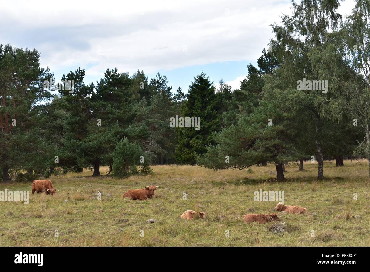 Highland Cattle, Aviemore, Highlands von Schottland Stockfoto