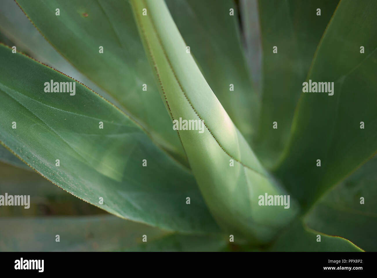 Blätter in der Nähe von Agave mitis Stockfoto