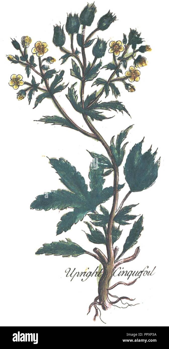 British Herbal (1756) Platte 01 - aufrechte Cinquefoil. Stockfoto