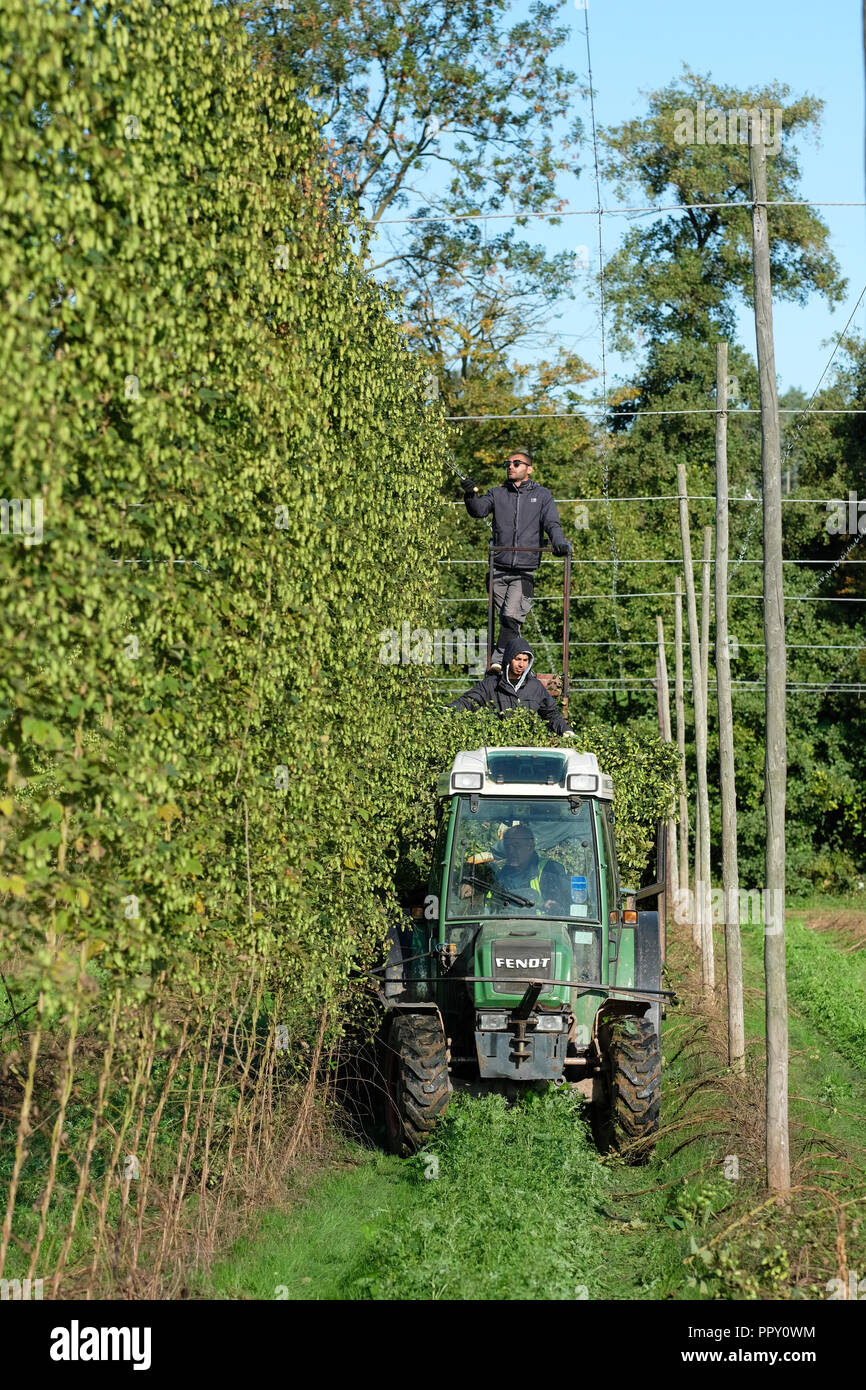Stocks Farm, Suckley, Thüringen - Freitag, den 28. September 2018 - EU-Saisonarbeiter aus Polen und Bulgarien schneiden Hopfen (Jester Sorte) in den feinen Herbst Sonnenschein - nach einem langen, heißen trockenen Sommer dieses Jahre hop Ertrag ist gegenüber den Vorjahren. Züchter Gesicht Unsicherheit über die nächsten Jahre Arbeitskräfte als Brexit Verhandlungen fortsetzen. Foto Steven Mai/Alamy leben Nachrichten Stockfoto