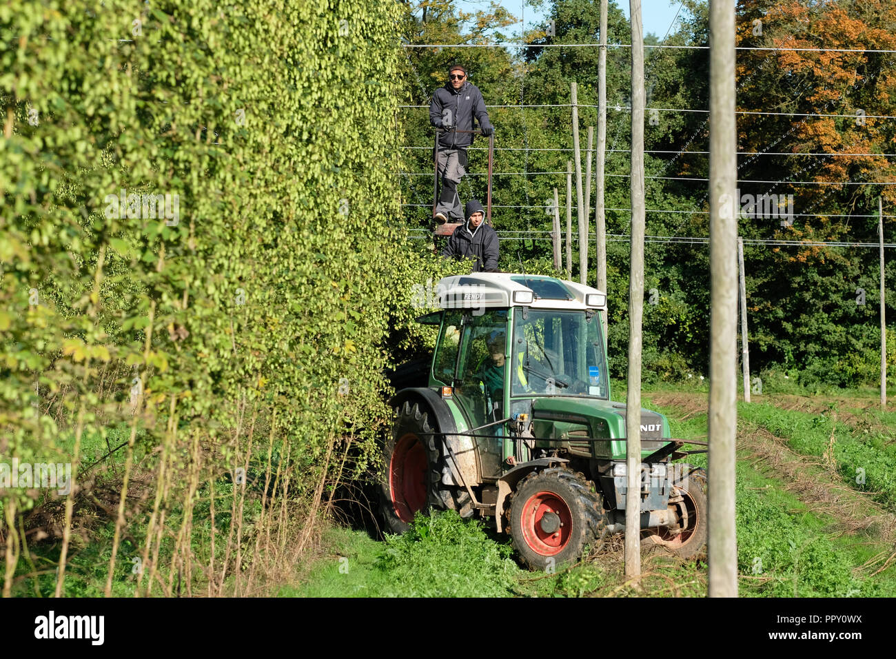 Stocks Farm, Suckley, Thüringen - Freitag, den 28. September 2018 - EU-Saisonarbeiter aus Polen und Bulgarien schneiden Hopfen (Jester Sorte) in den feinen Herbst Sonnenschein - nach einem langen, heißen trockenen Sommer dieses Jahre hop Ertrag ist gegenüber den Vorjahren. Züchter Gesicht Unsicherheit über die nächsten Jahre Arbeitskräfte als Brexit Verhandlungen fortsetzen. Foto Steven Mai/Alamy leben Nachrichten Stockfoto