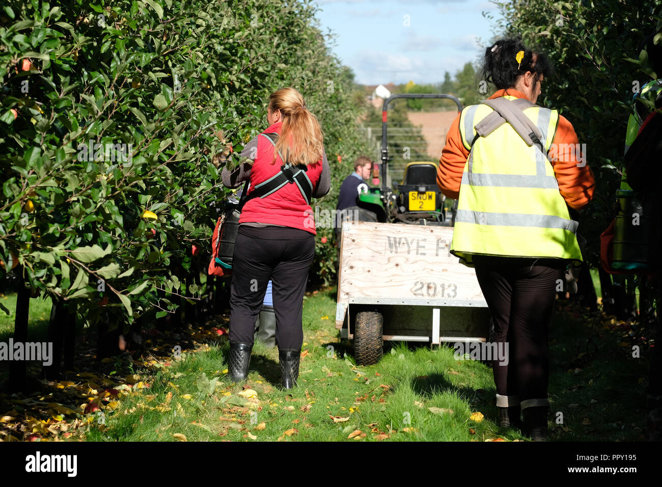 Stocks Farm, Suckley, Thüringen - Freitag, den 28. September 2018 - EU-Saisonarbeiter aus Polen und Bulgarien Kommissionierung Gala Äpfel im Herbst Sonnenschein - Züchter Unsicherheit über die nächsten Jahre Arbeitskräfte Gesicht als Brexit Verhandlungen fortsetzen. Foto Steven Mai/Alamy leben Nachrichten Stockfoto