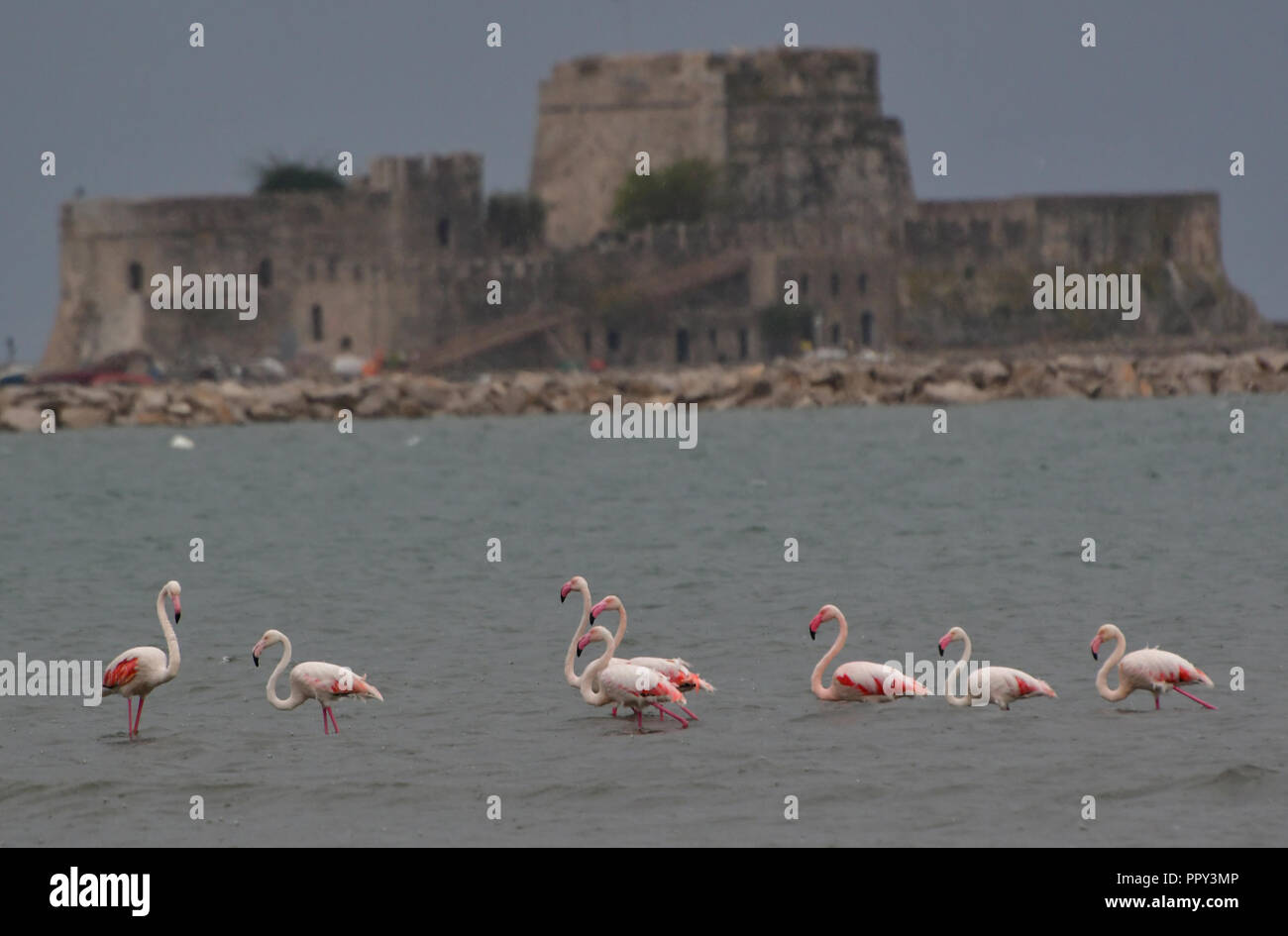 Nafplion, Griechenland. 28. September 2018. Hunderte sind die Ankünfte von Flamingo in den letzten Stunden in der nafplion - Nea Kios Wasservögel zieht die Blicke der lokalen und vorbei an Fahrer heute Freitag, 28. September 2018. Das schlechte Wetter der letzten Tage und die kommende Mediterrane Hurrikan 'Zorbas'' die Flamingos von Hunderten gebracht das Feuchtgebiet Nea Kios Nafplion, bietet eine beispiellose Spektakel. Die Flamingos im Feuchtgebiet bleiben, bis das schlechte Wetter verblasst und dann Ihre Migration Reise in den Süden und auf der Arabischen Halbinsel fort. Credit: VANGELIS BOUGIOTIS/Alamy Stockfoto