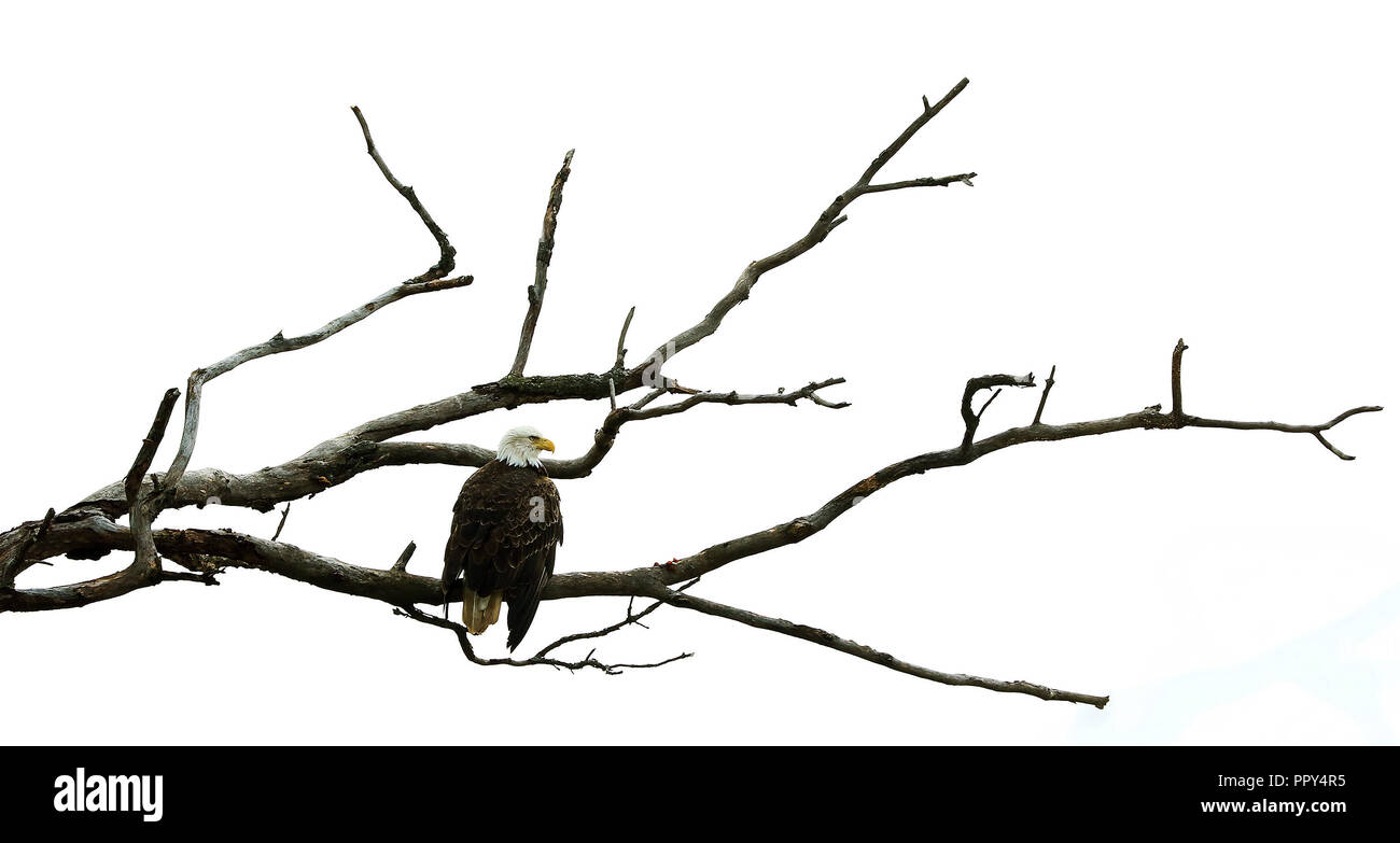 September 20, 2018 - Savanna Army Depot, Iowa, USA - ein Weißkopfseeadler in der Nähe der Aussichtsterrasse mit Blick auf den Mississippi auf der längsten natürlichen Dünensystems in Illinois (7,5 Meilen). Das System erstreckt sich 70 Meter über dem Mississippi River in der Verlorenen Damm, obere Mississippi River National Wildlife Refuge und Fisch in der Nähe der Savanna, Illinois. (Bild: © Kevin E. Schmidt/Viererkabel - Zeiten/Viererkabel - Zeiten über ZUMA Draht) Stockfoto
