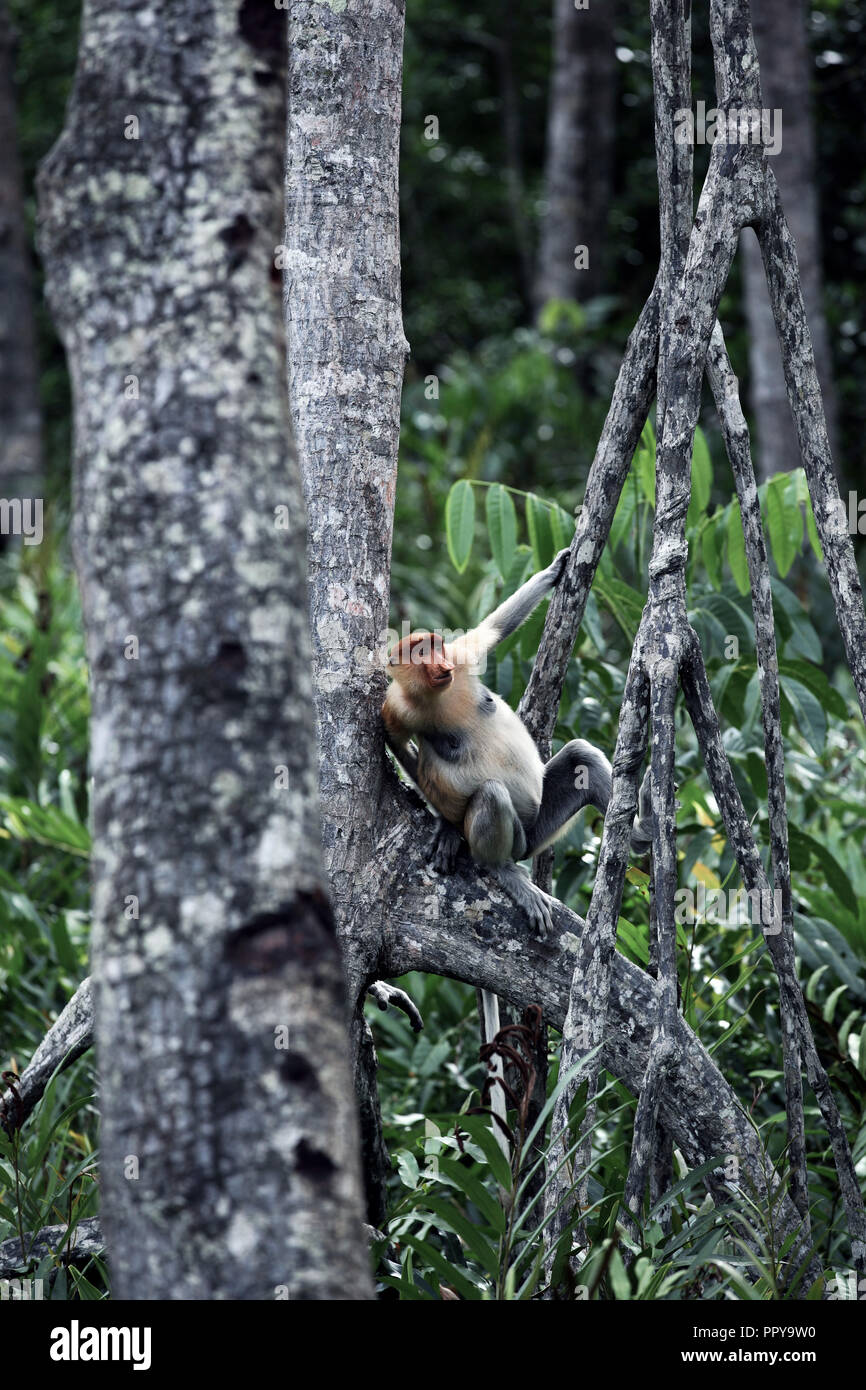 Alpha Male proboscis Affen in Baum an der Labuk Bay in Sabah, Borneo Stockfoto