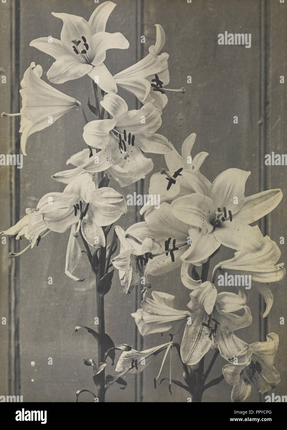 Lilien; Frederick H. Hollyer, Englisch, 1837 - 1933, über 1885; Platin; Drucken 33,7 × 19,1 cm, 13 1,4 x 7 1,2 in Stockfoto