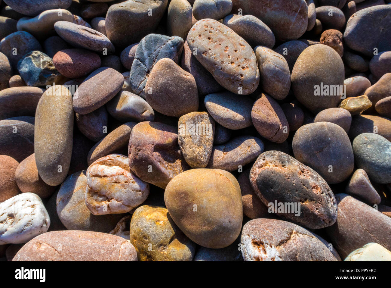 Bunte Kieselsteine am Strand Sidmouth. Stockfoto