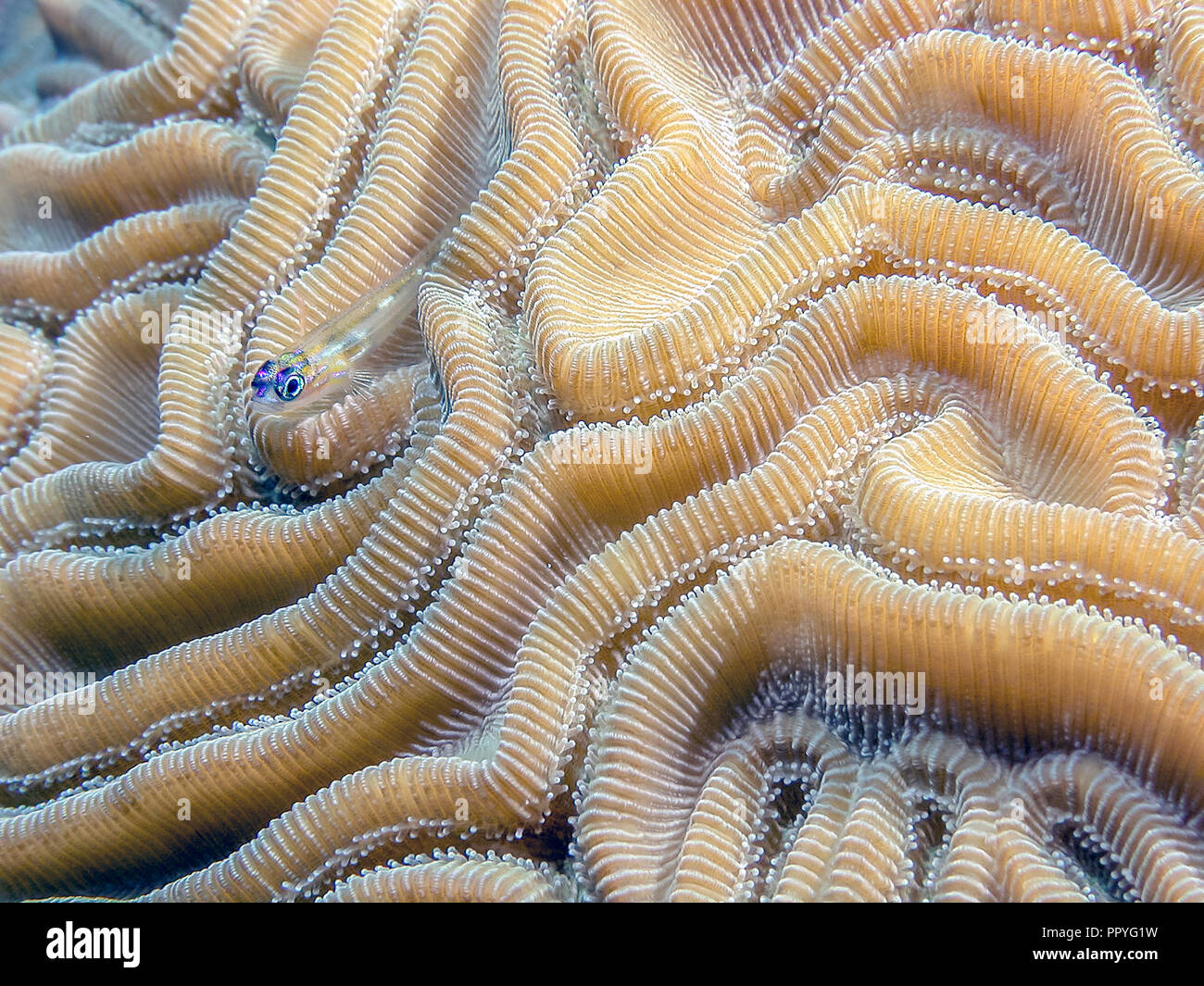 Coral Reef in Carbiiean Meer Gehirn Koralle mit Pfefferminze Grundel, Coryphopterus lipernes Stockfoto