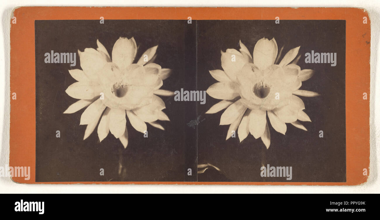 Blüte; 1880; Eiklar silber Drucken Stockfoto
