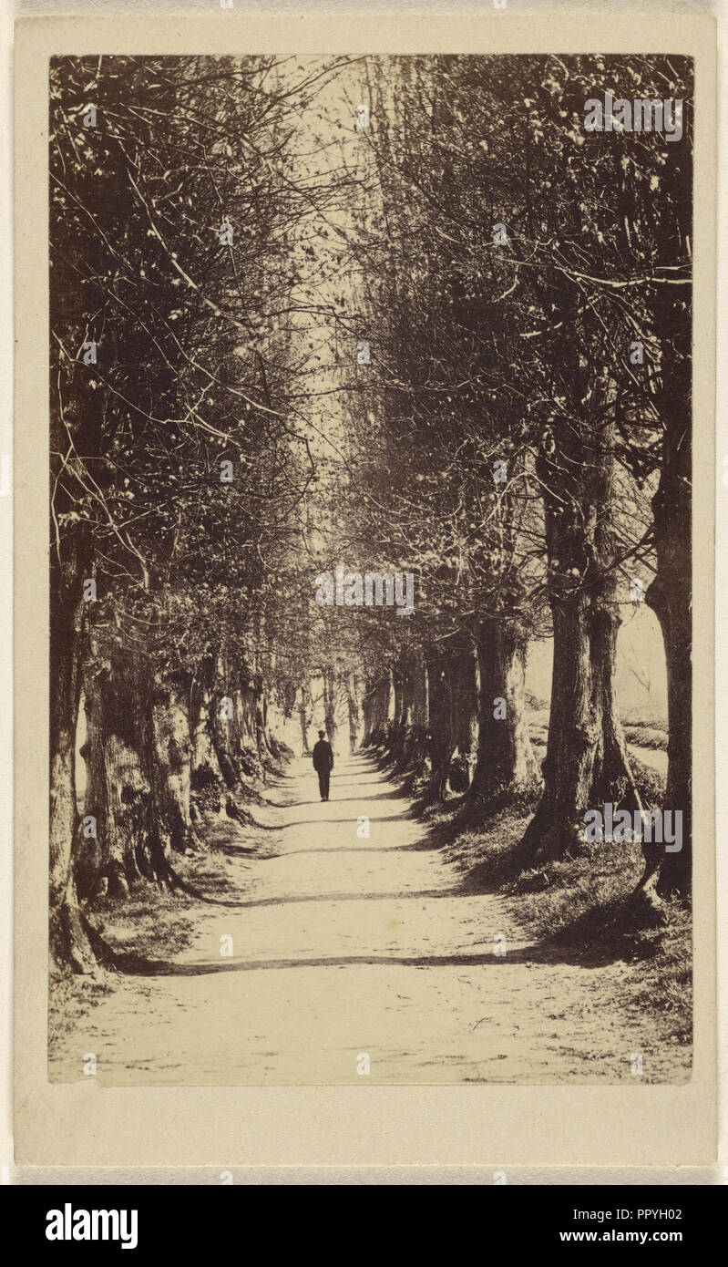Mann auf einem von Bäumen gesäumten Weg, möglicherweise bei Torquay; Ward & Company; 1865 - 1870; Eiklar silber Drucken Stockfoto