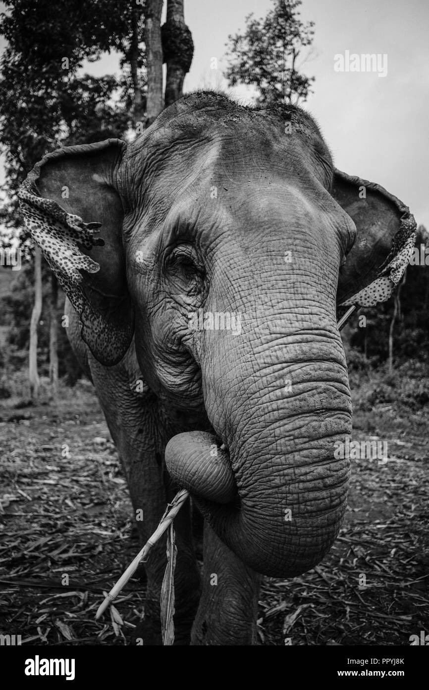 Schwarz-Weiß-Bild eines asiatischen Elefanten in Chiang Mai, Thailand Stockfoto