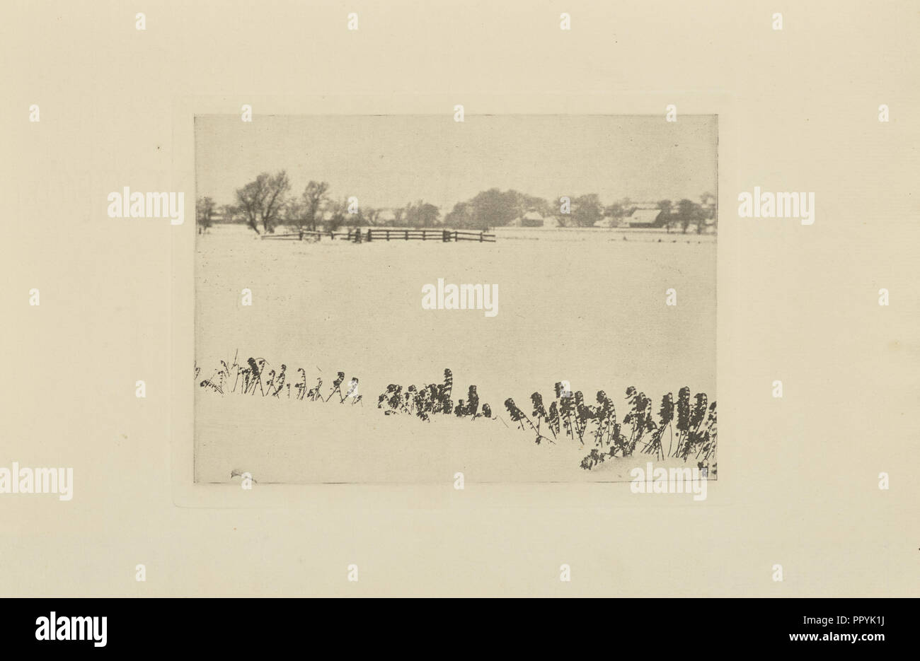 Marsh Unkraut; Peter Henry Emerson, Britischen, geboren in Kuba, 1856 - 1936, London, England; 1895; Photogravure; 10.2 × 14.3 cm Stockfoto