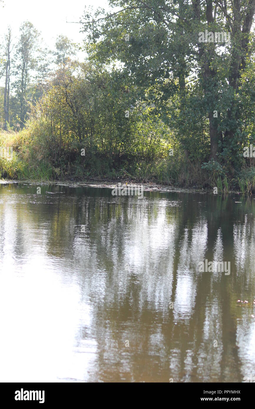 Dunklen Wasser des alten wilden Teich mit Blättern von Lilly auf der Oberfläche in warmen Sommertag Stockfoto