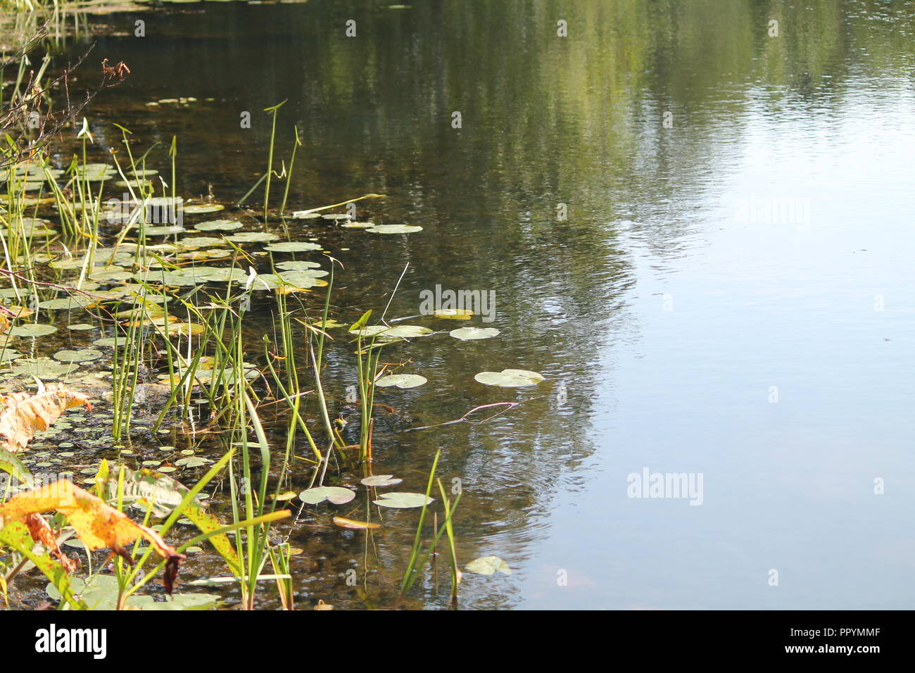 Dunklen Wasser des alten wilden Teich mit Blättern von Lilly auf der Oberfläche in warmen Sommertag Stockfoto