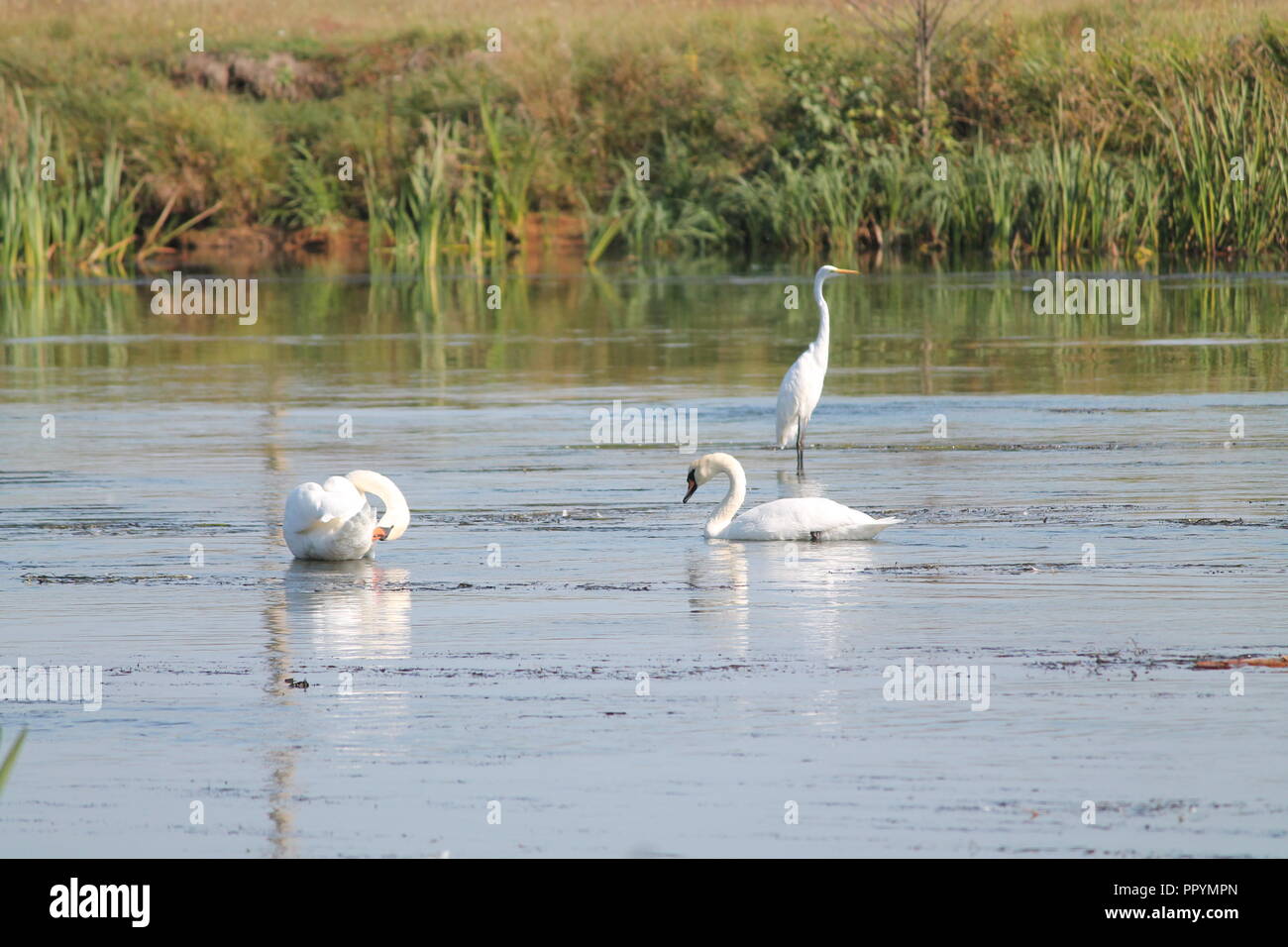 Wild white heron Vogels bleiben in der Mitte des Flusses in den letzten Sommertag vor der Migration auf den Süden im Winter Stockfoto