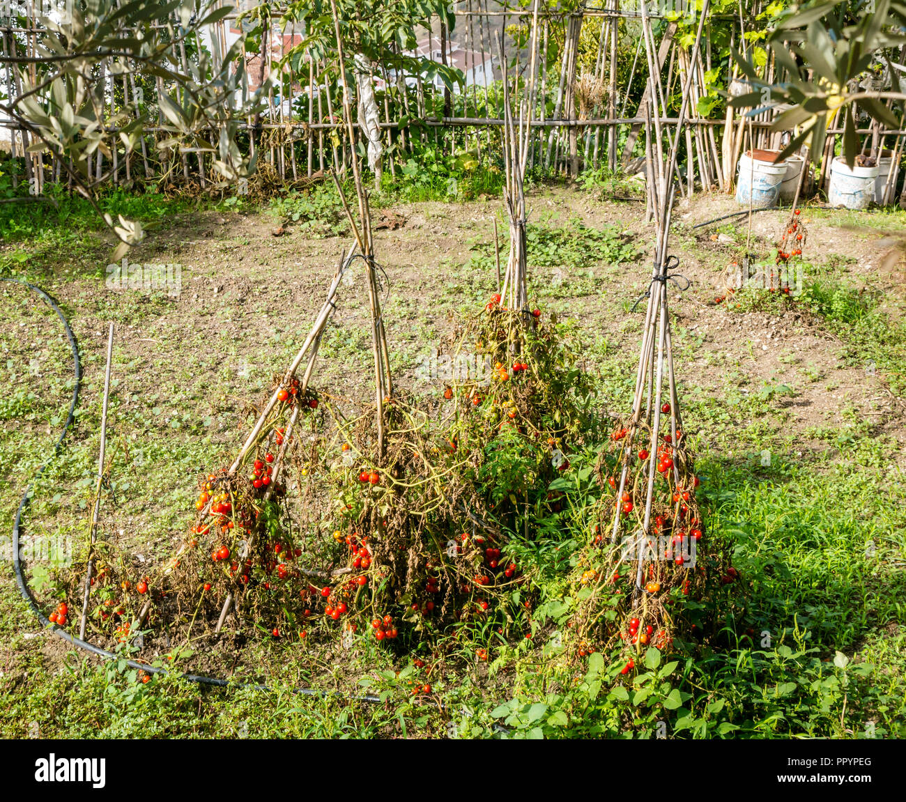 Rote Rebsorten Tomaten wachsen auf Stöcken in der Zuteilung, Canillas de Acientuna, Axarquia, Andalusien, Spanien Stockfoto
