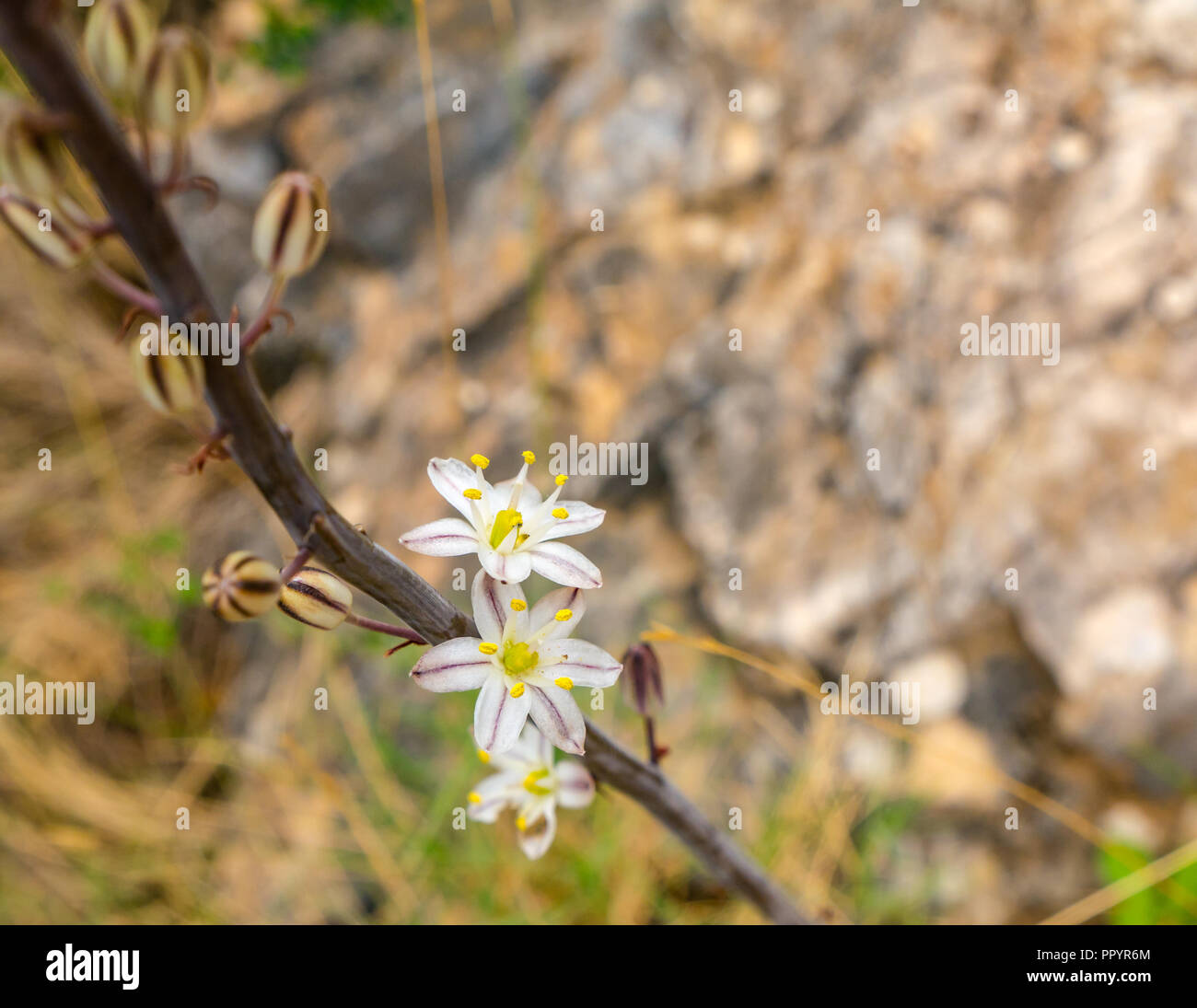 In der Nähe von kleinen wilden Blumen des Sommers asphodel Anlage auf Bergweg, Axarquia, Andalusien, Spanien Stockfoto