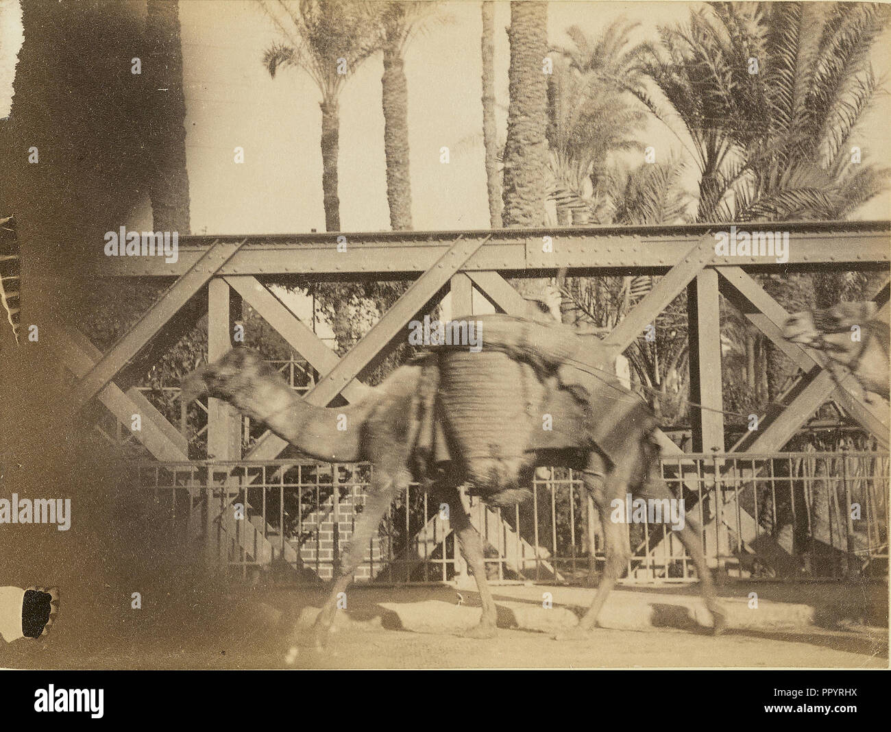 Kamele; 1860 - 1880; getönte Eiweiß silber Drucken Stockfoto