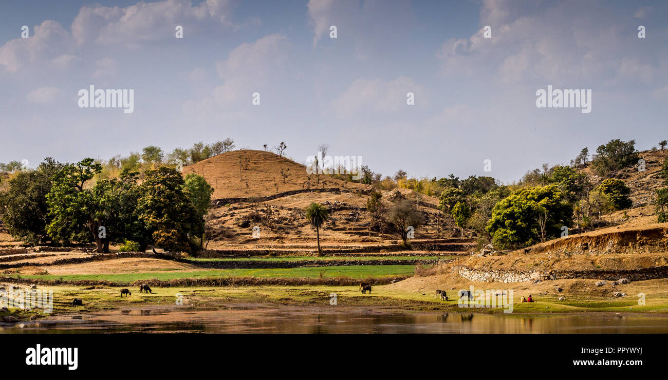 Rinder Weiden am See mit 2 indischen Damen Rajasthan Stockfoto