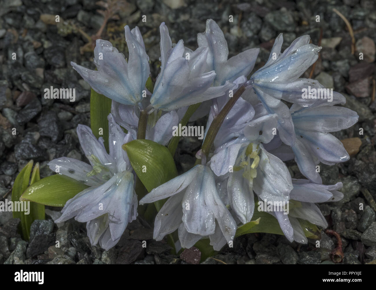 Scilla mischtschenkoana - Frühling - Blühende bauchige Pflanze aus dem südlichen Kaukasus. Stockfoto