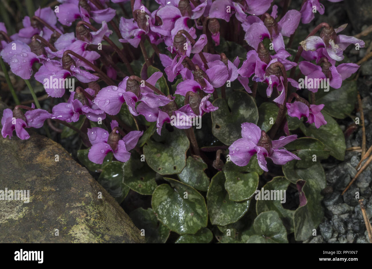 Östlichen Alpenveilchen, Cyclamen Coum, in Blüte im Frühjahr. Stockfoto