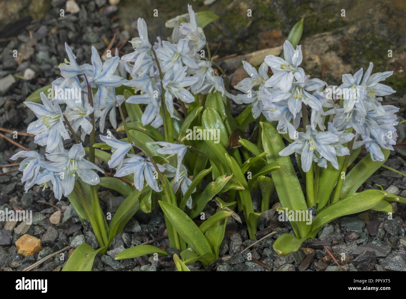 Scilla mischtschenkoana - Frühling - Blühende bauchige Pflanze aus dem südlichen Kaukasus. Stockfoto