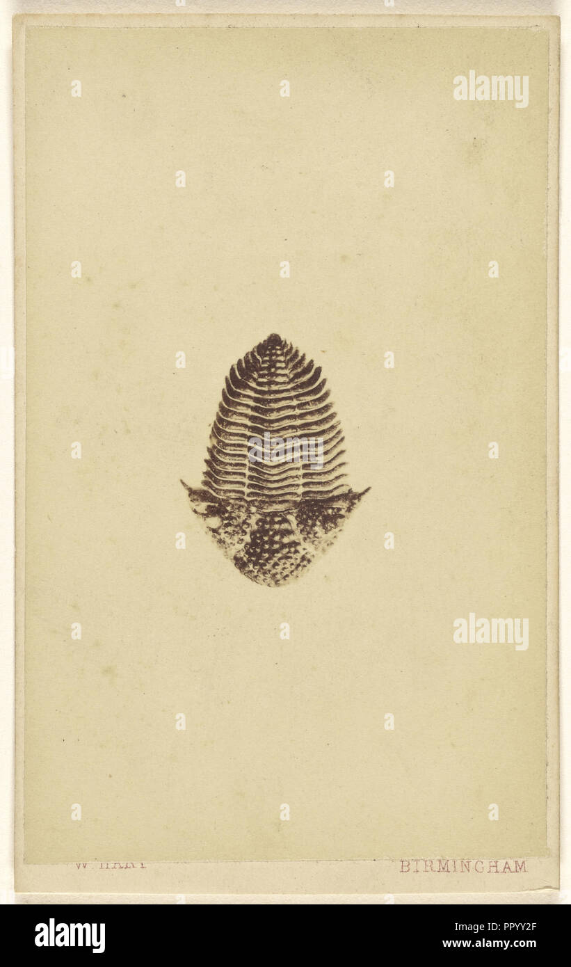 Fossil eines Trilobiten; William Hart, Britischen, aktive Birmingham, England 1860-S, 1865-1870; Eiklar silber Drucken Stockfoto