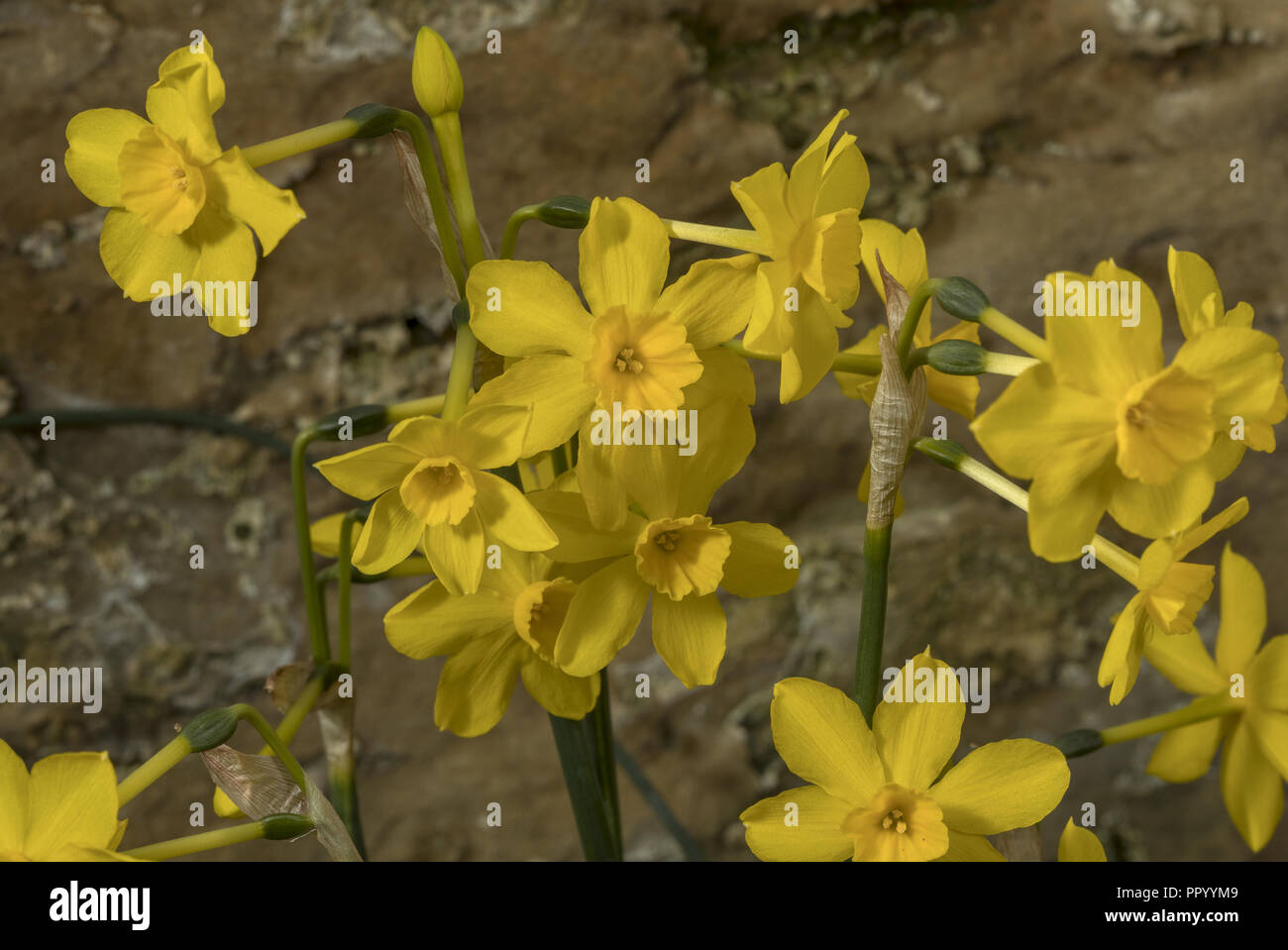 Jonquil oder Rush Narzisse, Narzisse jonquilla, in Blüte im Frühjahr. Stockfoto
