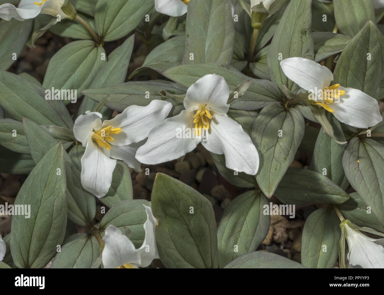 Schnee Trillium, Trillium nivale, in der Blume im frühen Frühjahr; easterrn USA. Stockfoto