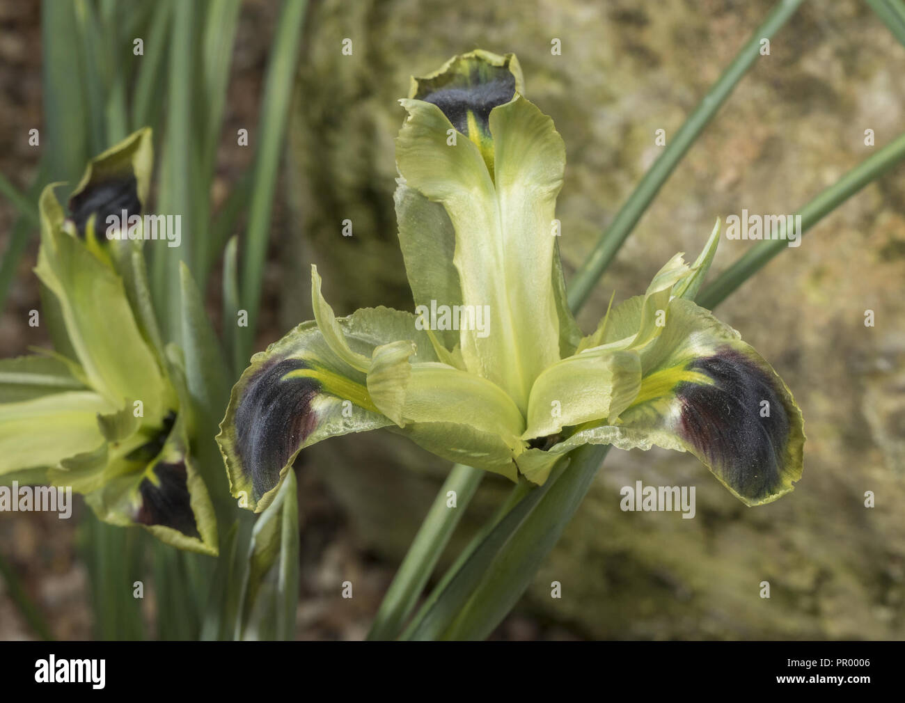 Schlange - Leiter Iris oder Witwe Iris, Iris tuberosa, in Blüte im Frühjahr. Stockfoto