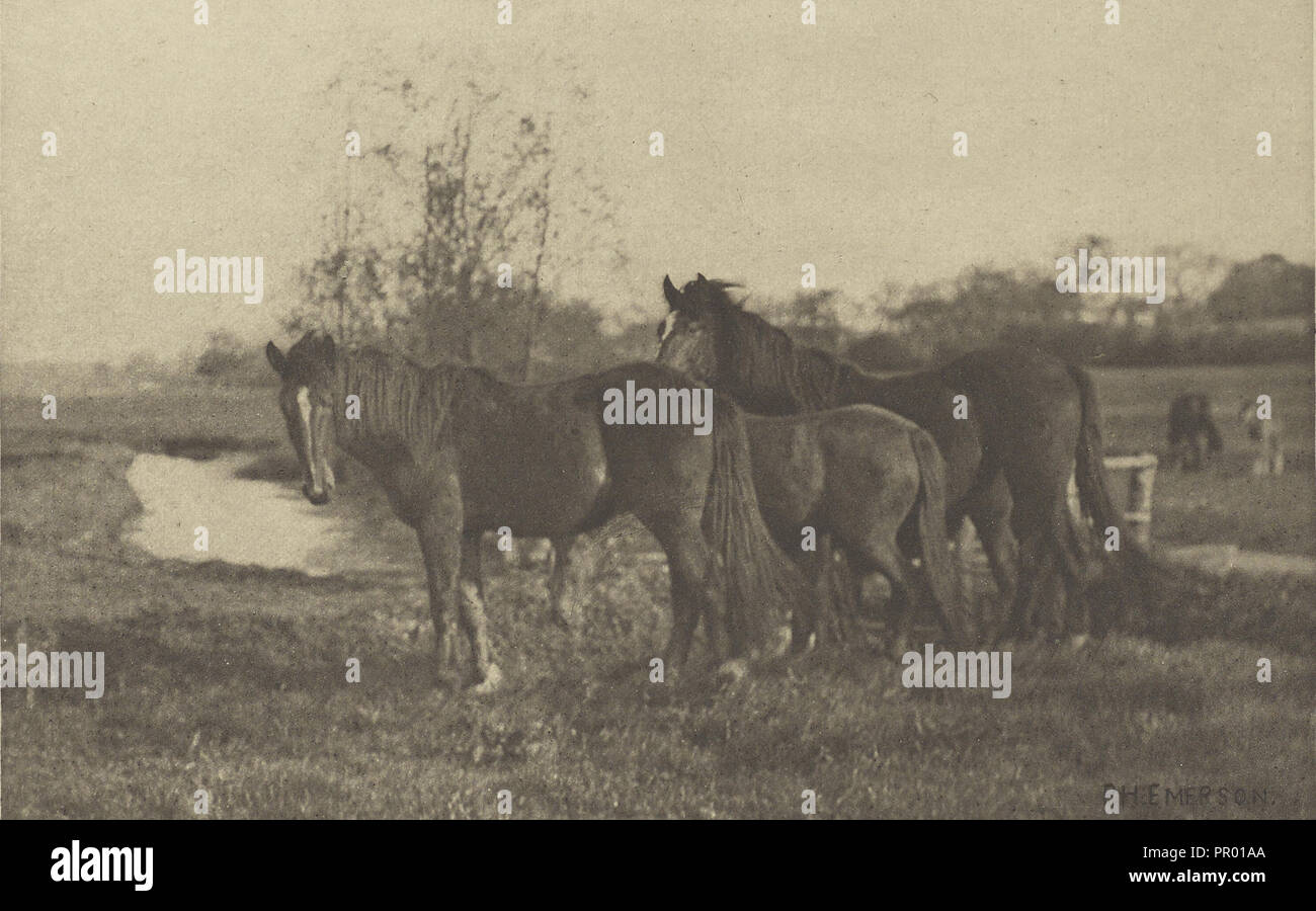 Colte auf ein Norfolk Marsh; Peter Henry Emerson, Britischen, geboren in Kuba, 1856 - 1936, London, England; 1888; Photogravure; 11,9 x 18. Stockfoto